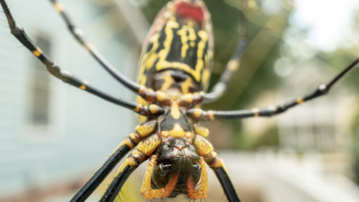 A Joro spider