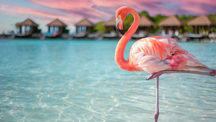 a flamingo