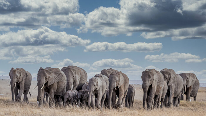 elephants