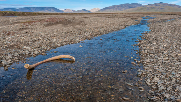 A mammoth tusk in a Wrangel Island streambed.