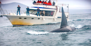 Orca swimming alongside a boat.