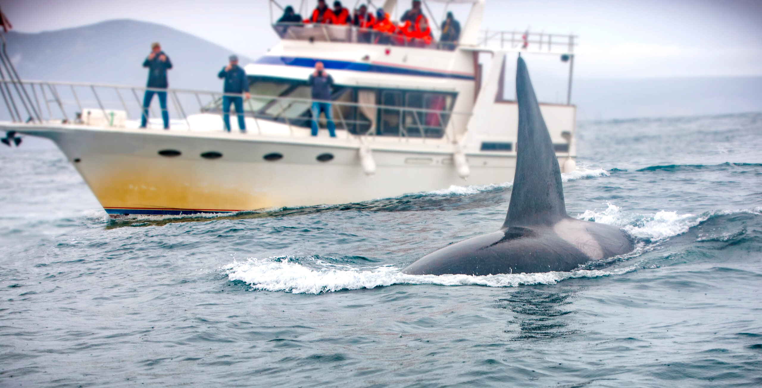 Orca swimming alongside a boat.