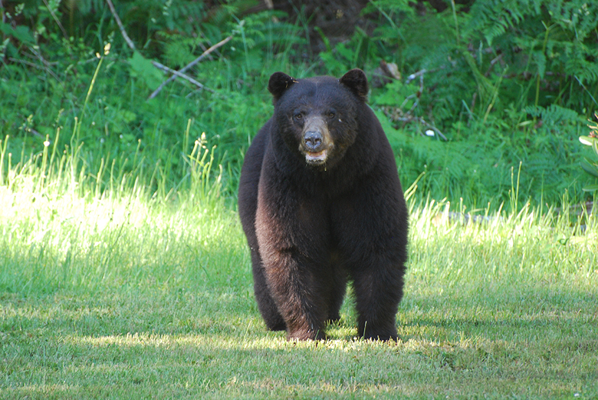 black bear