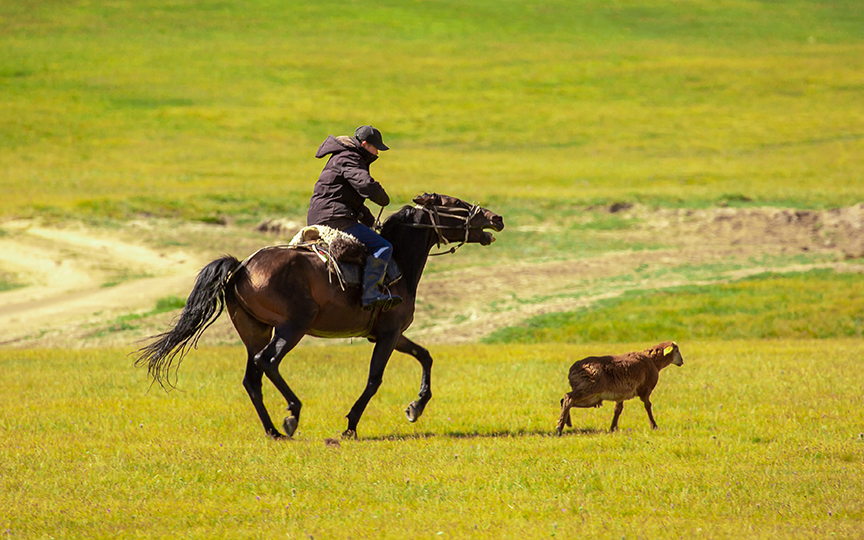 man on horseback with sheep