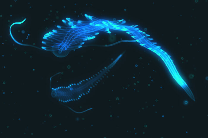 Bioluminescence