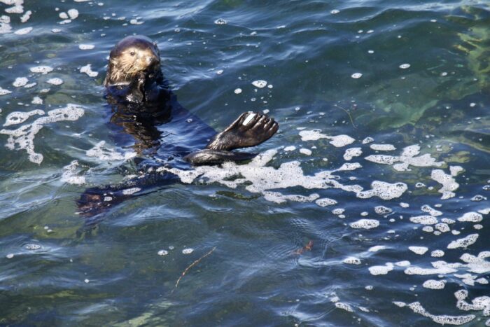 a sea otter