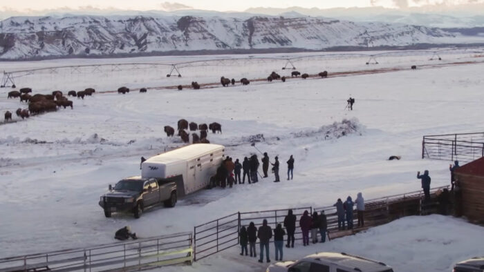 an arial view of a trailer and buffalo with mountains in the background