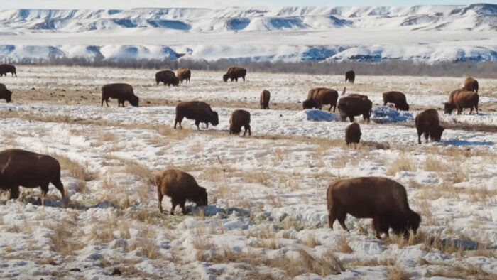 a buffalo herd with mountains in the background