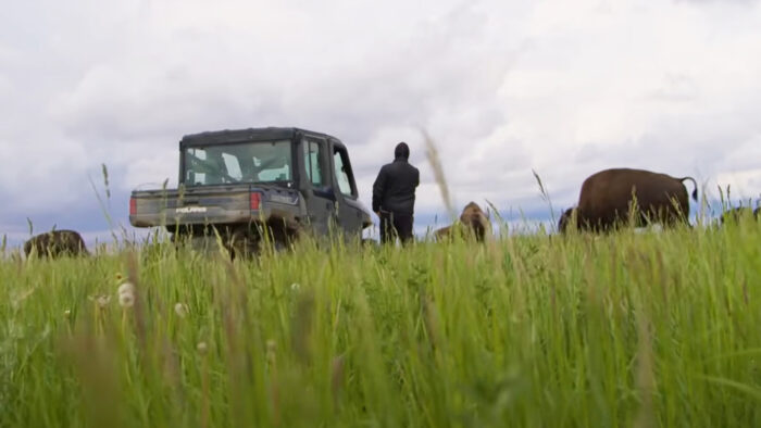 a man stands in a field watching buffalo