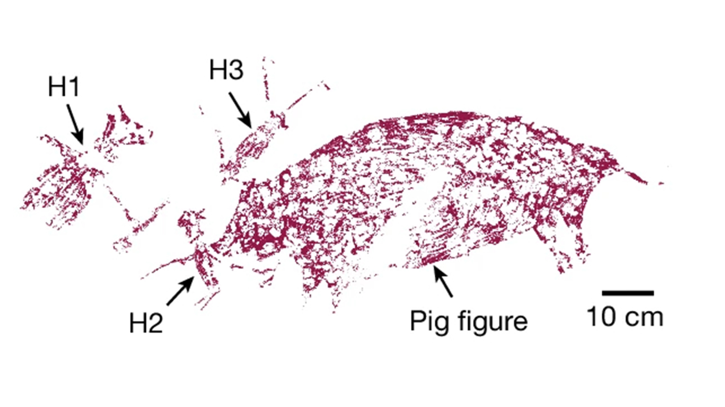 An illustration of the pig-and-human painting that was just dated to over 50,000 years ago.