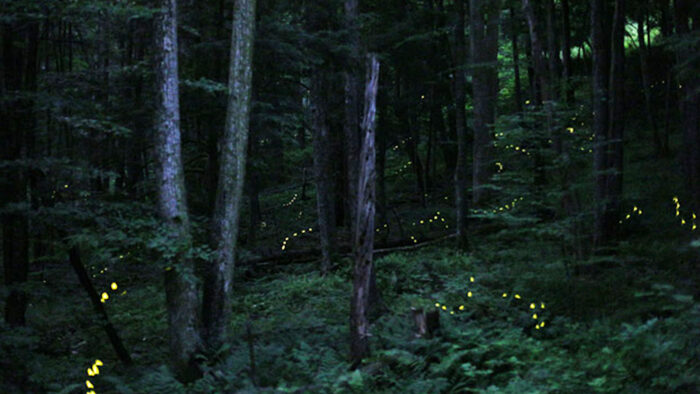 fireflies