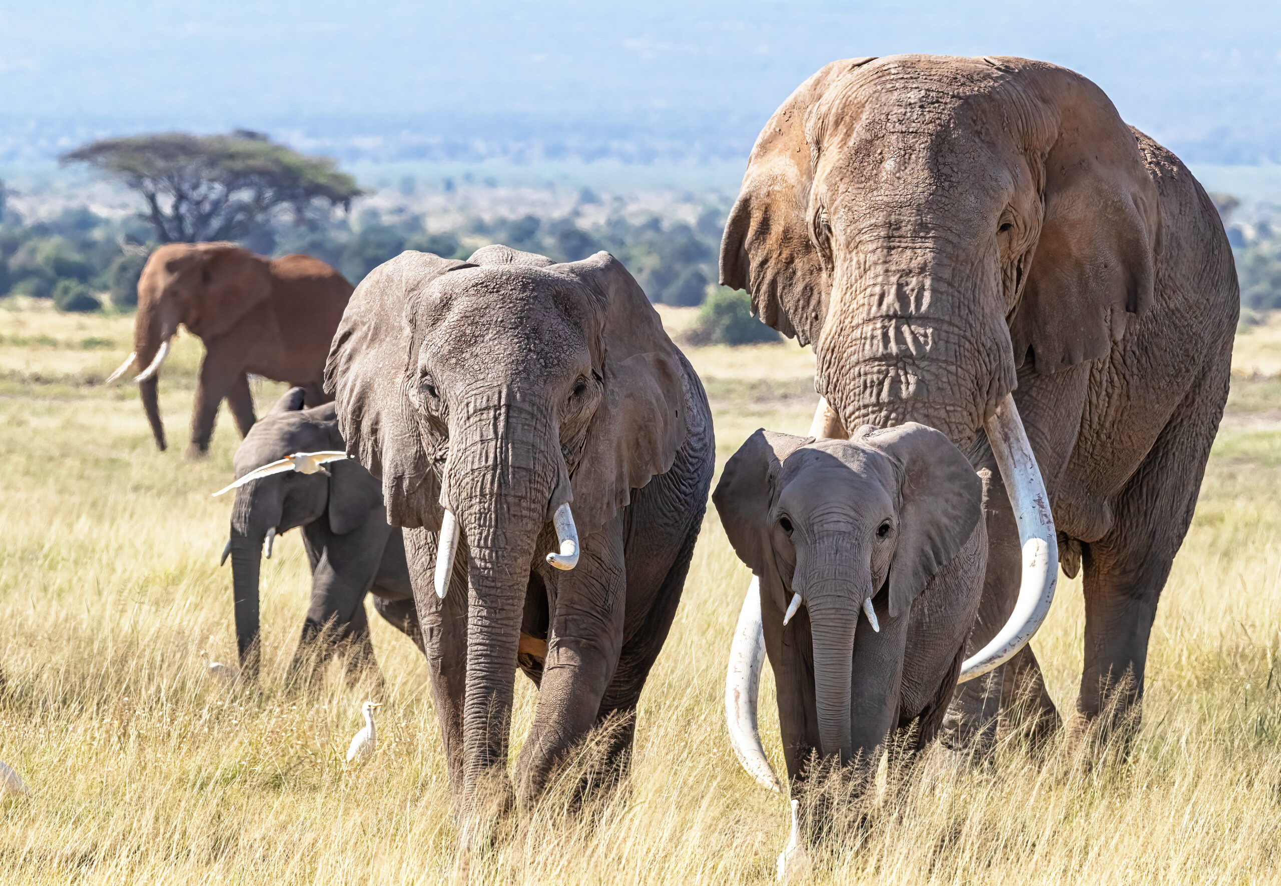 several elephants of varying ages, with tusks