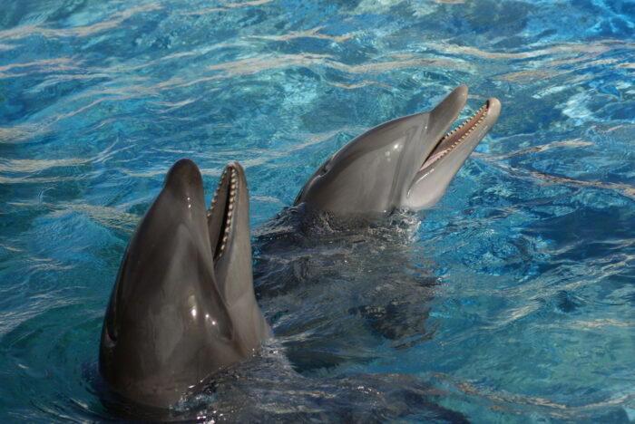 A wholphin and bottlenose dolphin.