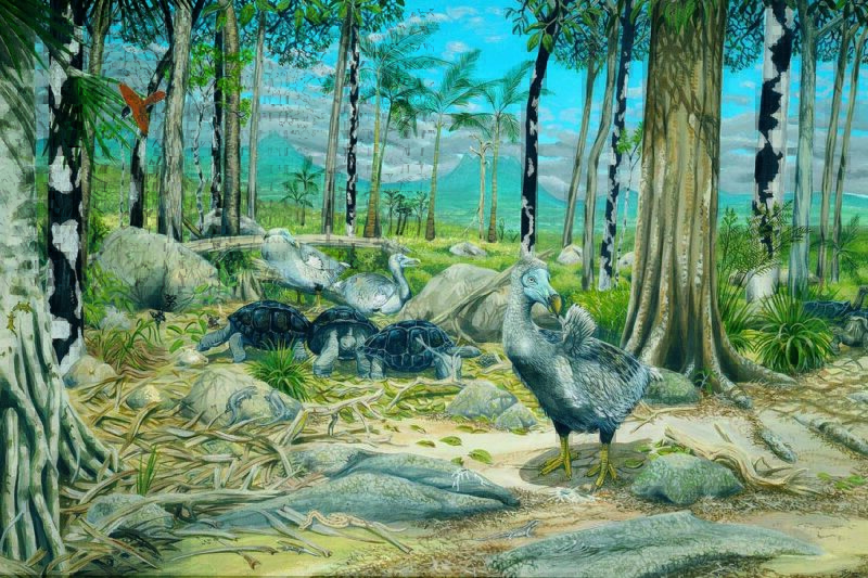 dodo in natural environment