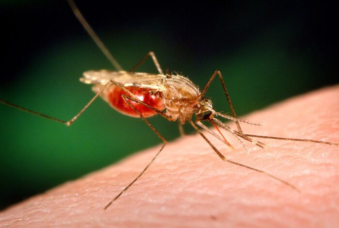 a mosquito