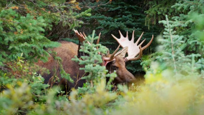 a moose