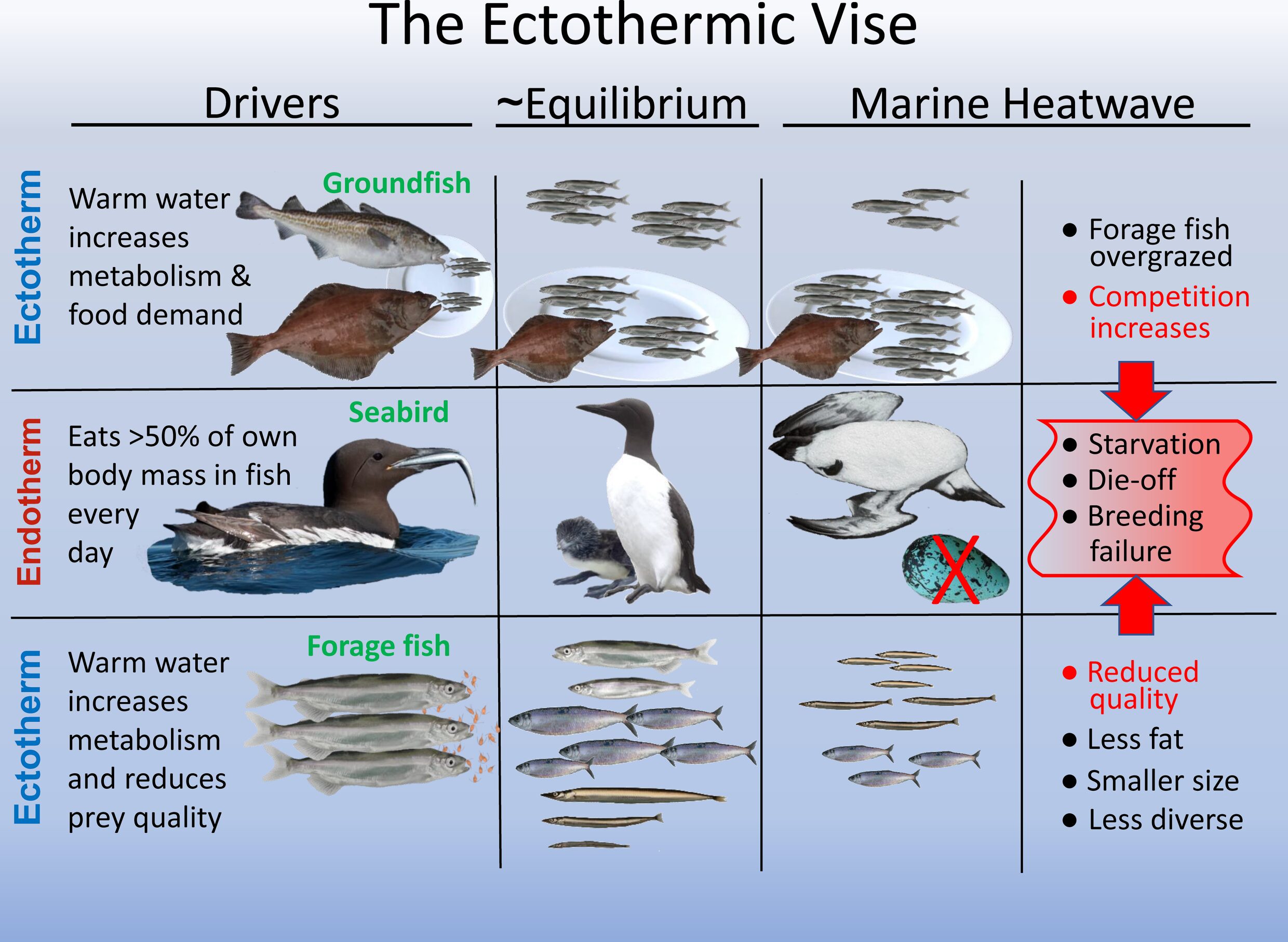 A chart showing the population pressure on ectotherms