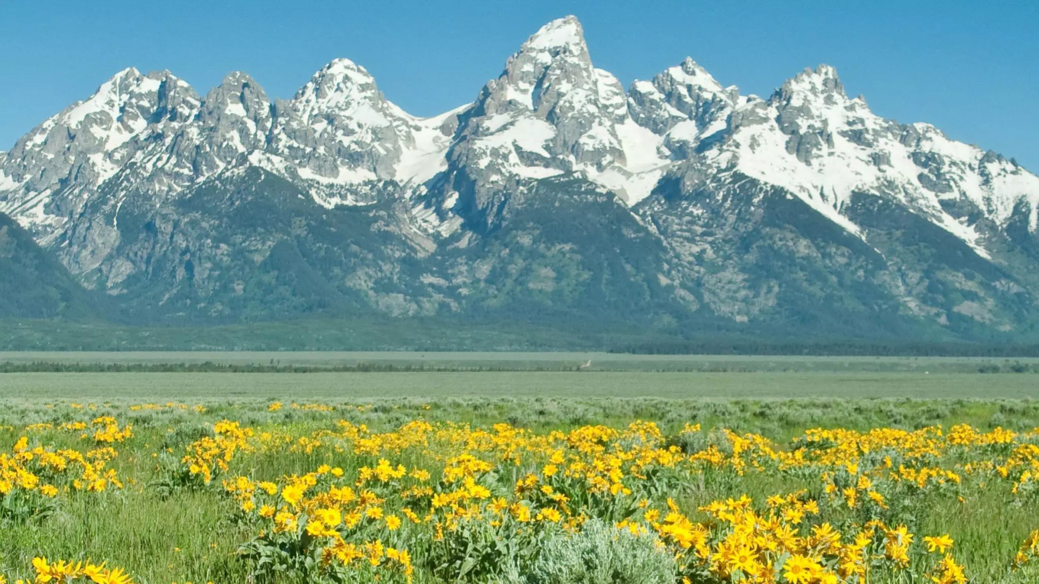 Mountains overlook a field of yellow flowers.