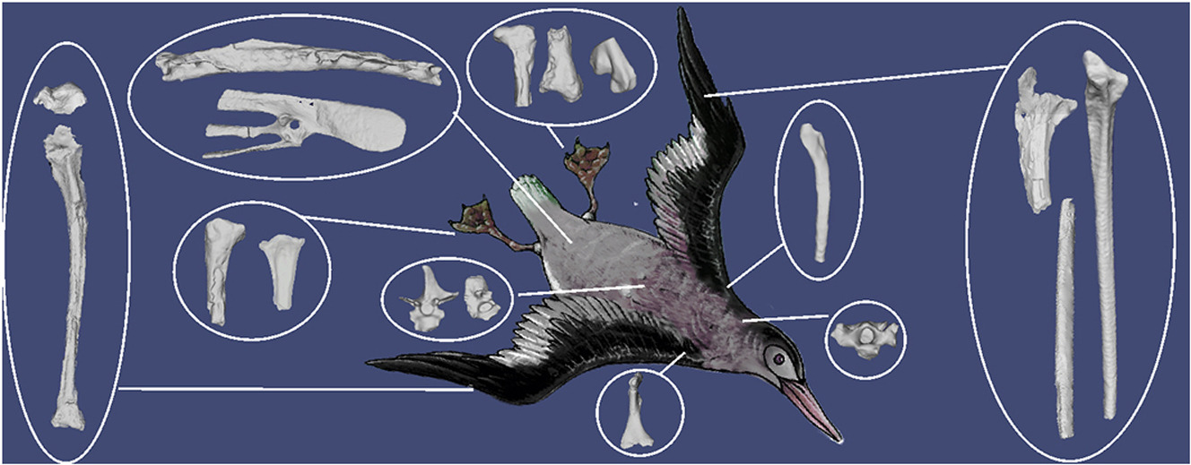 A recreation of a bird from fossils.