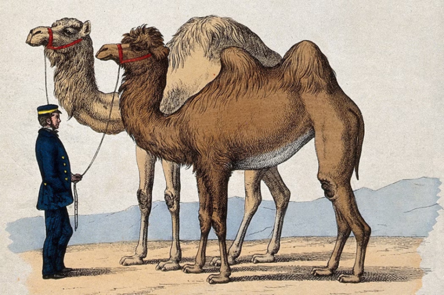 An illustration of a man in uniform holding the leads of a pair of camels