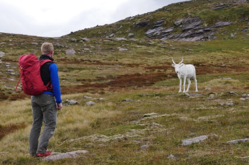 An albino reindeer in the Cairngorms.