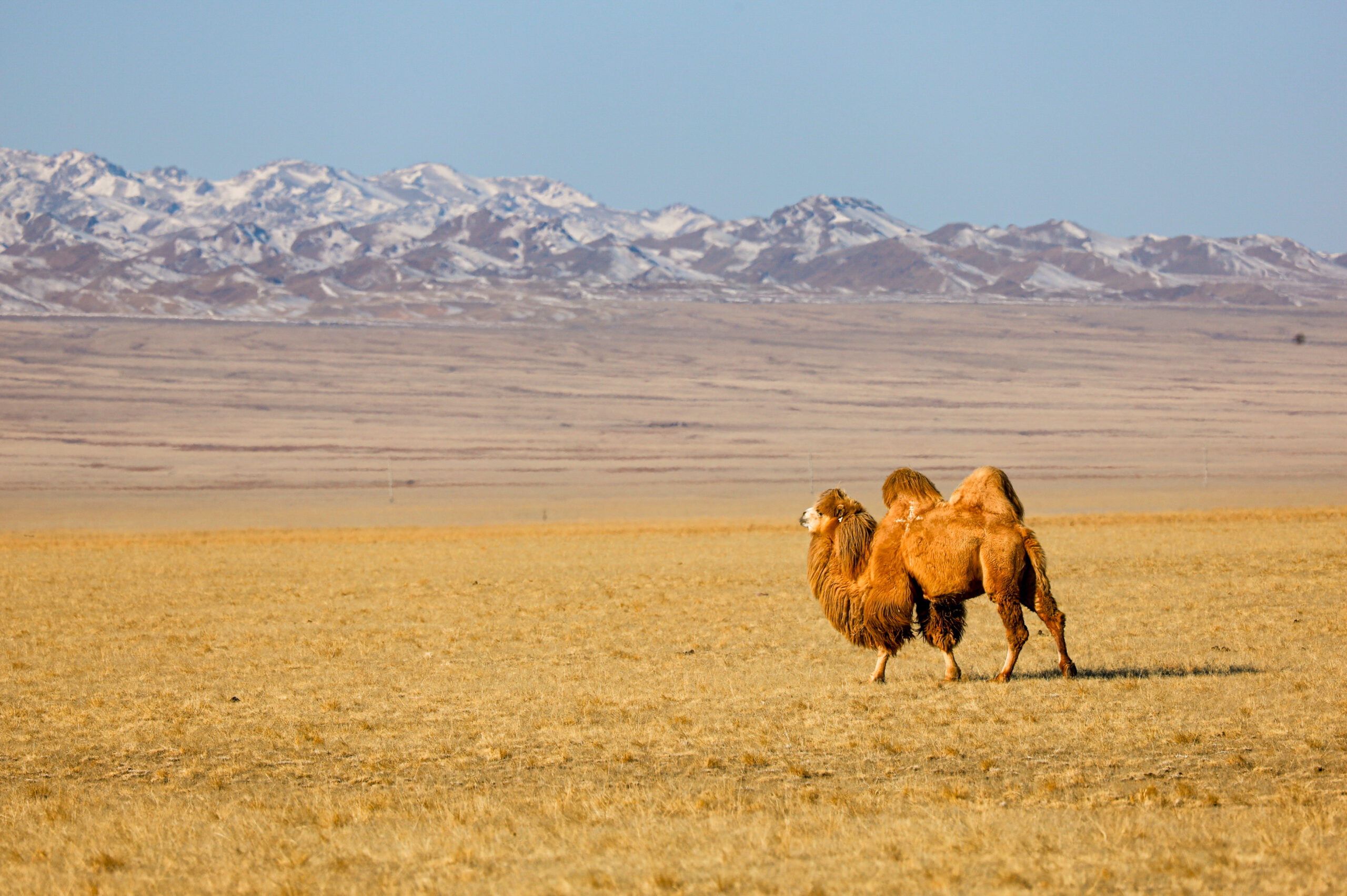 Camel in the Gobi