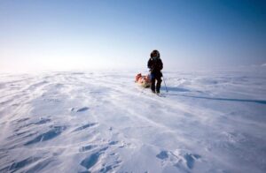 lone sledder in vast arctic whiteness