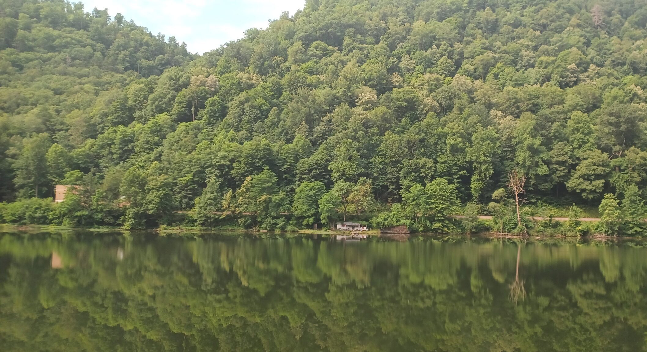 Trees over a lake.