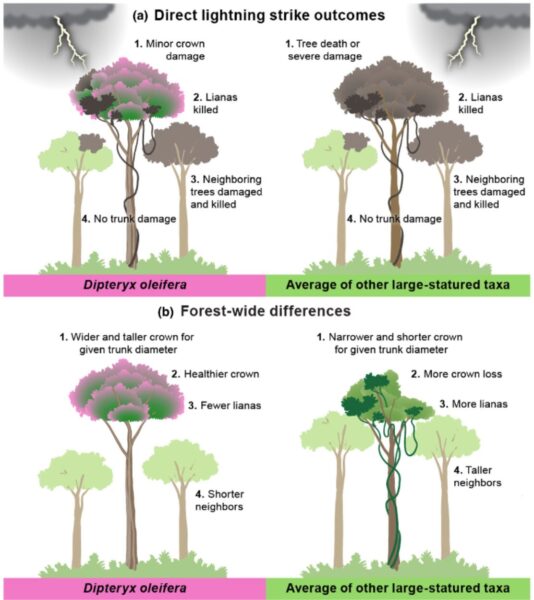 Infographic showing the impact of lightning strikes on Tonka bean trees in comparison to surrounding large trees.