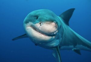 Great white shark