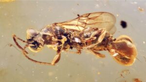 wasp in amber