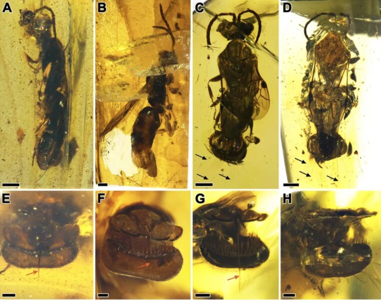 series of images of cretaceous wasp with 'flytrap'-like abdomen.