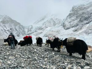 A caravan of yaks marching on scree terrain surrounded by snow-covered mountains in a foggy day.