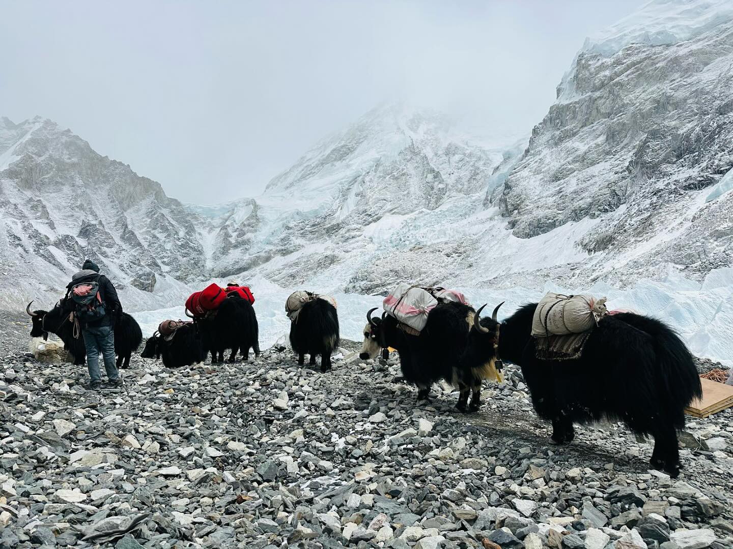 A caravan of yaks marching on scree terrain surrounded by snow-covered mountains in a foggy day.
