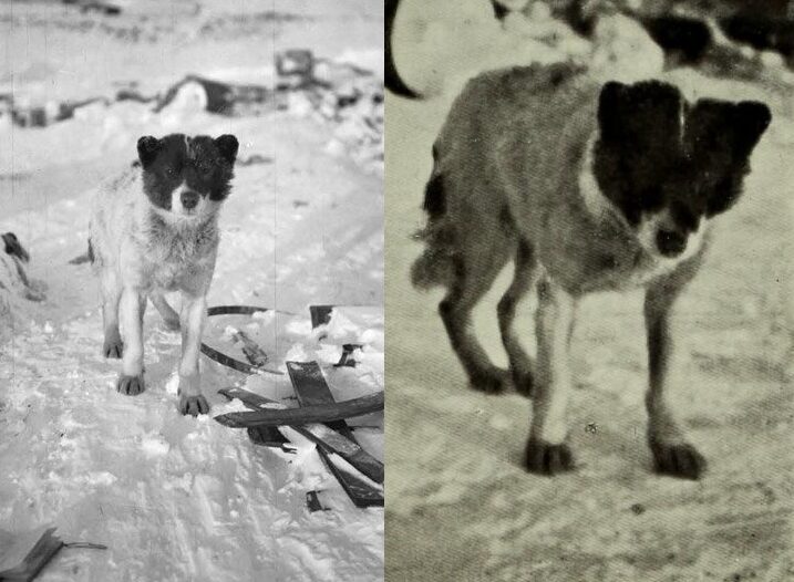 Two pictures of a small sled dog with a white body and dark face.