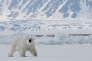 polar bear