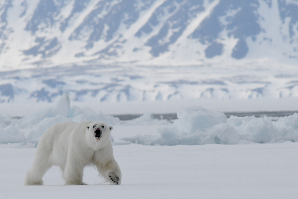 polar bear