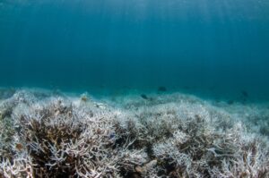 coral reef
