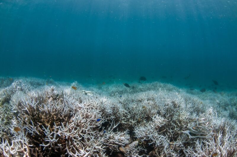 coral reef