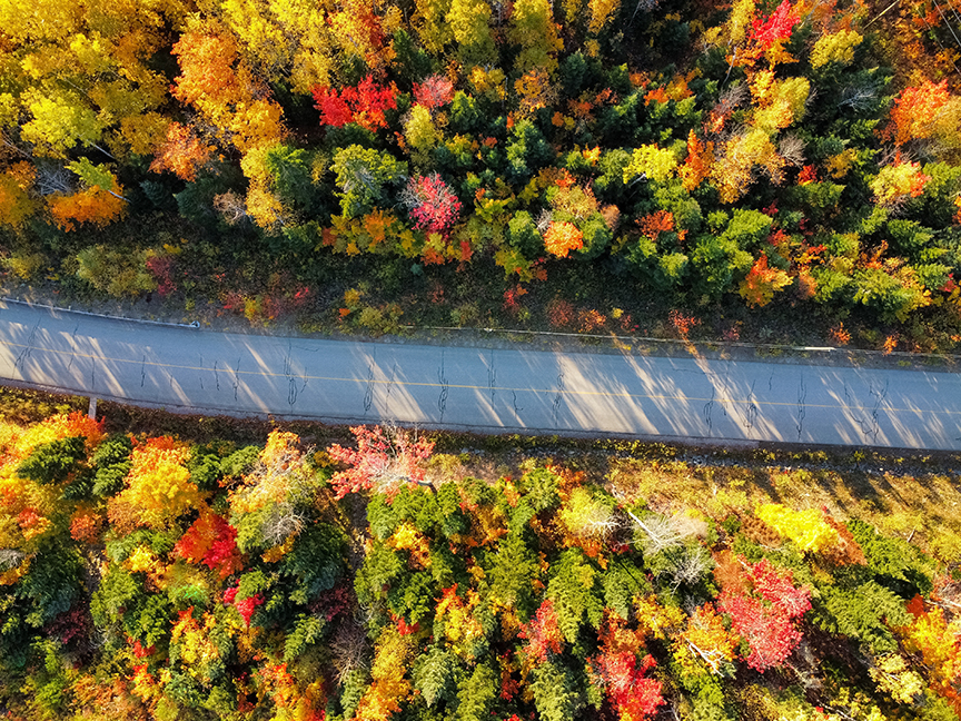 colored leaves from above