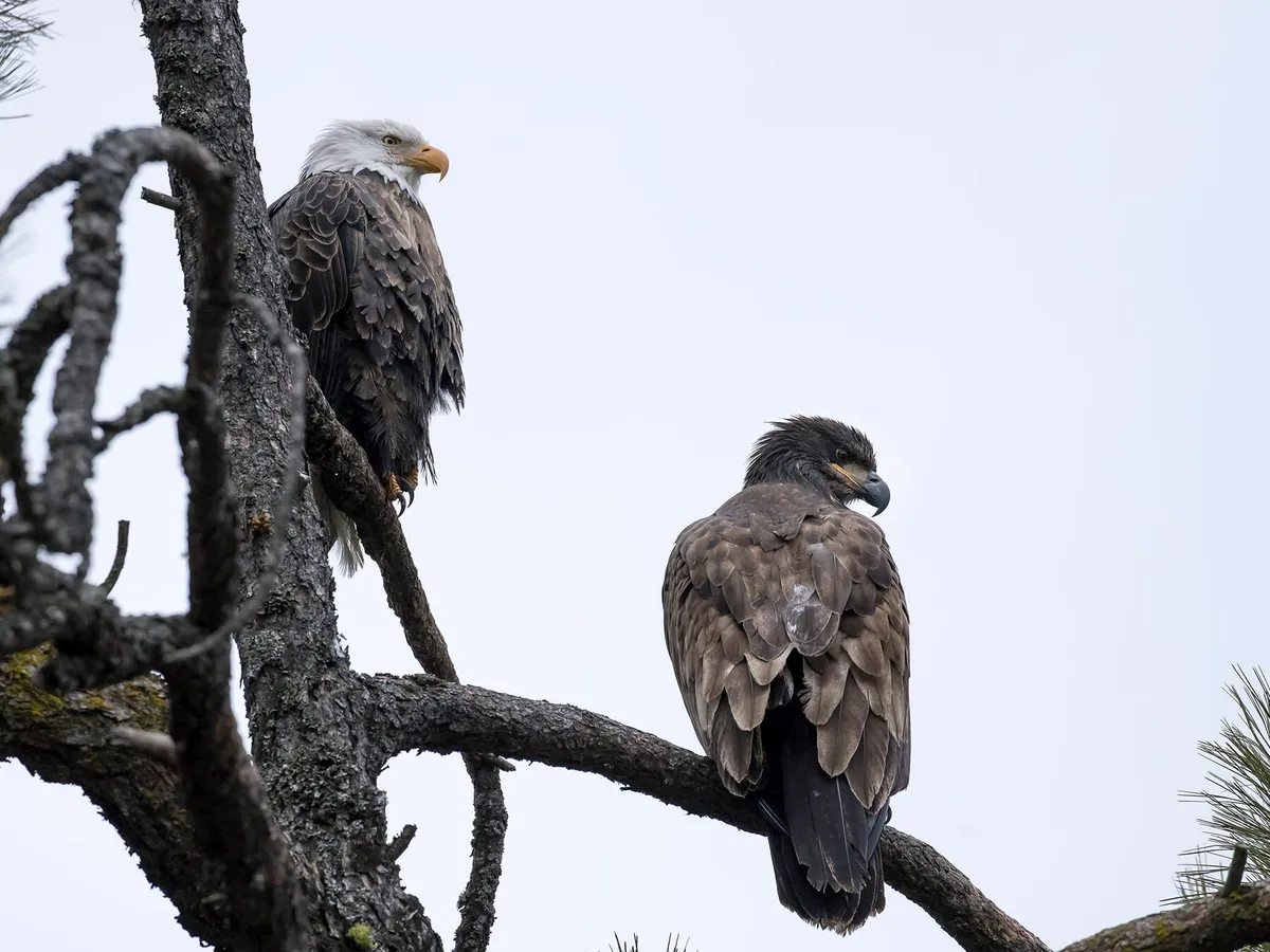 A white headed bald eagle, left, and an all brown mottled juvenile, right, perched on a branch