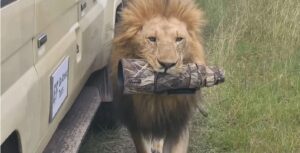 lion with camera lens in jaws