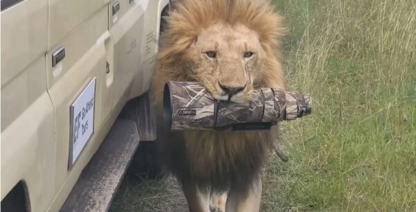 lion with camera lens in jaws