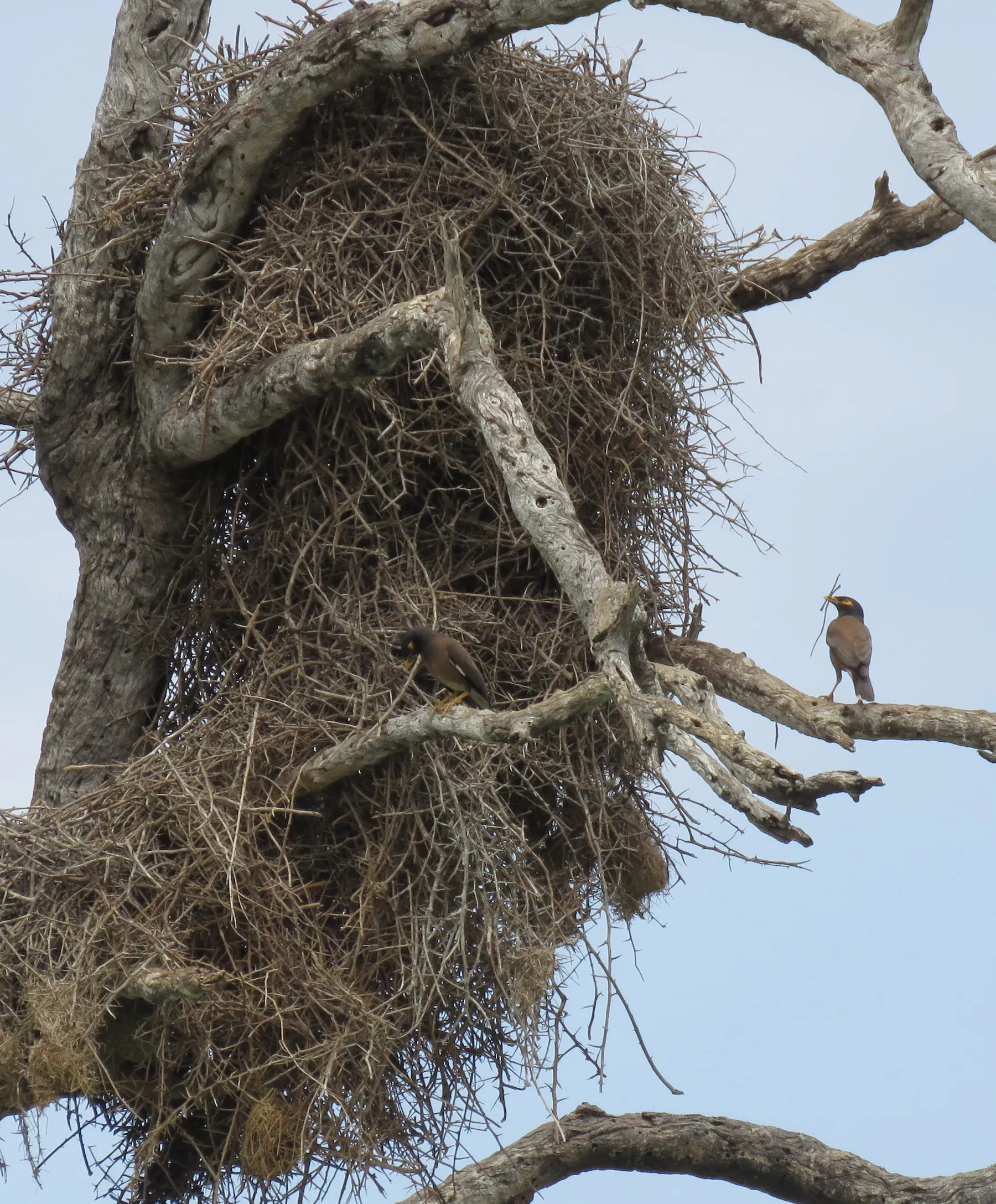 Two birds sit on a branch next to a massive nest.