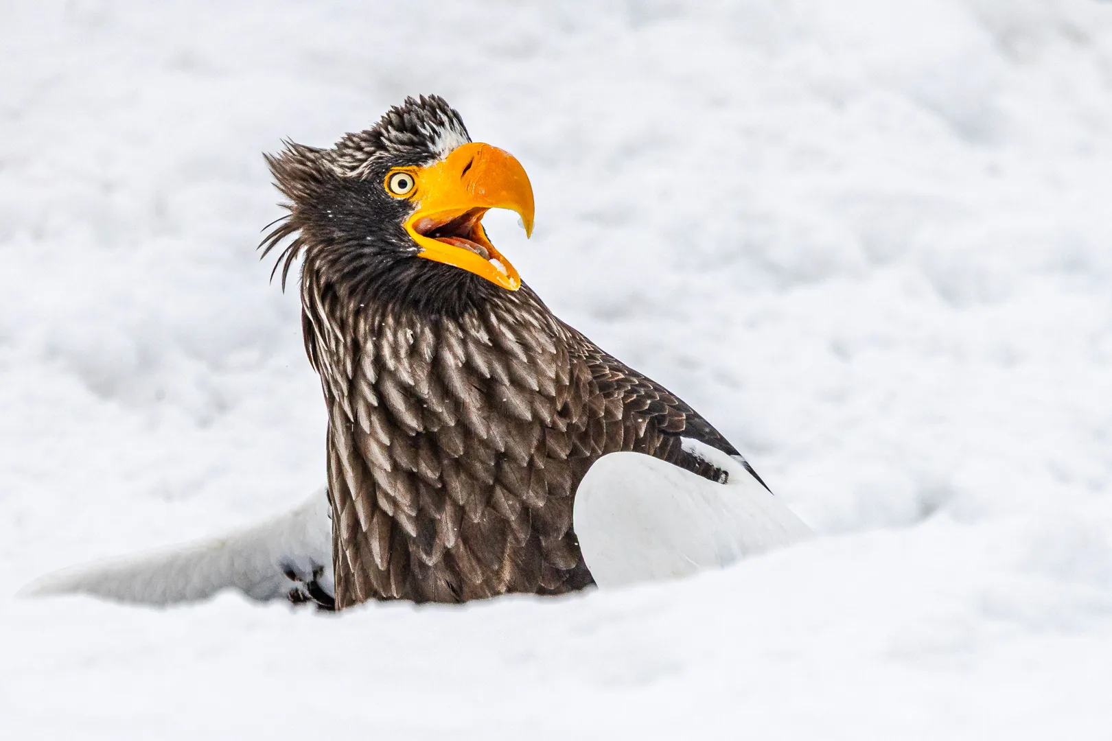 An eagle with its beak open looking stupid.