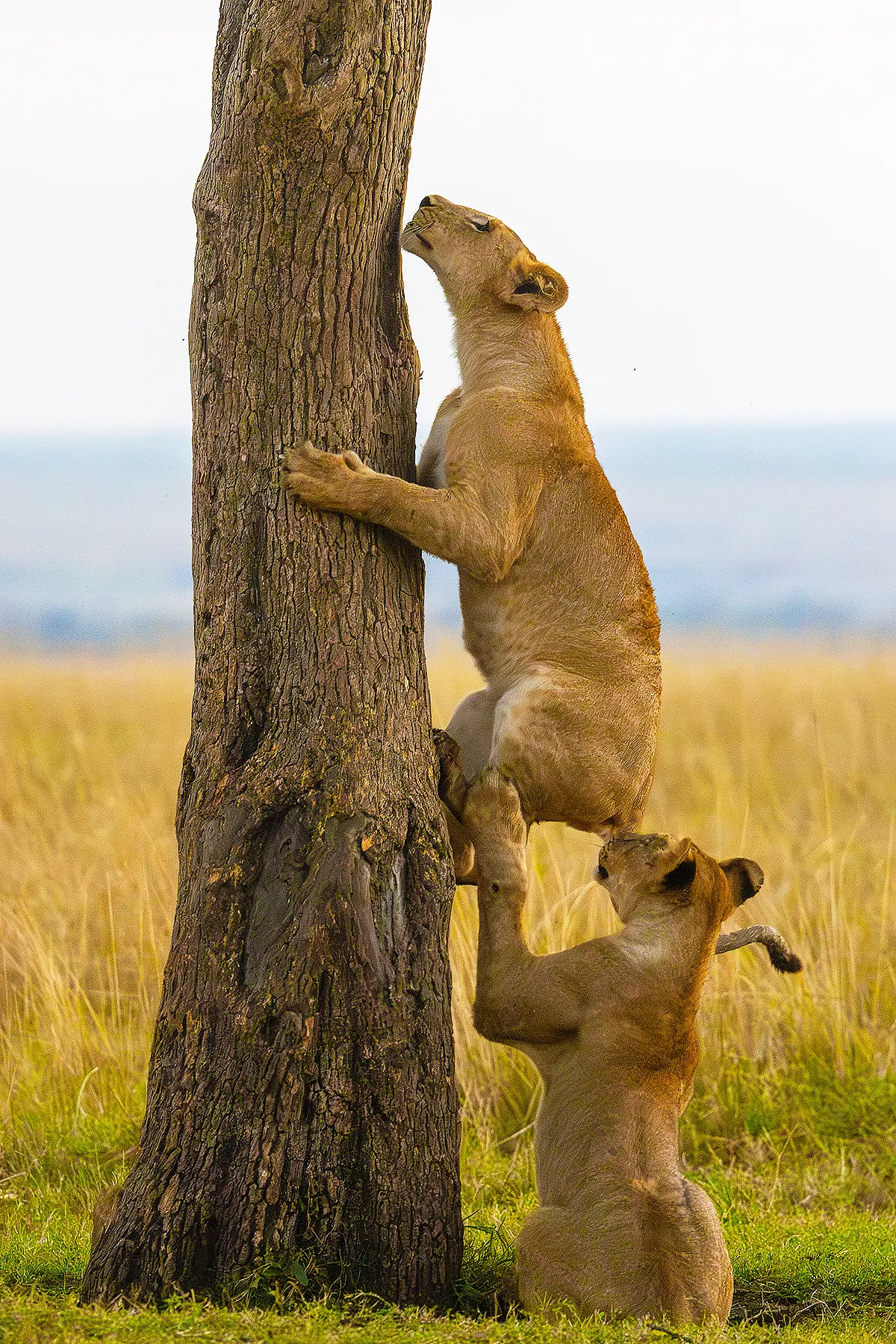 One lion helping another up a tree.