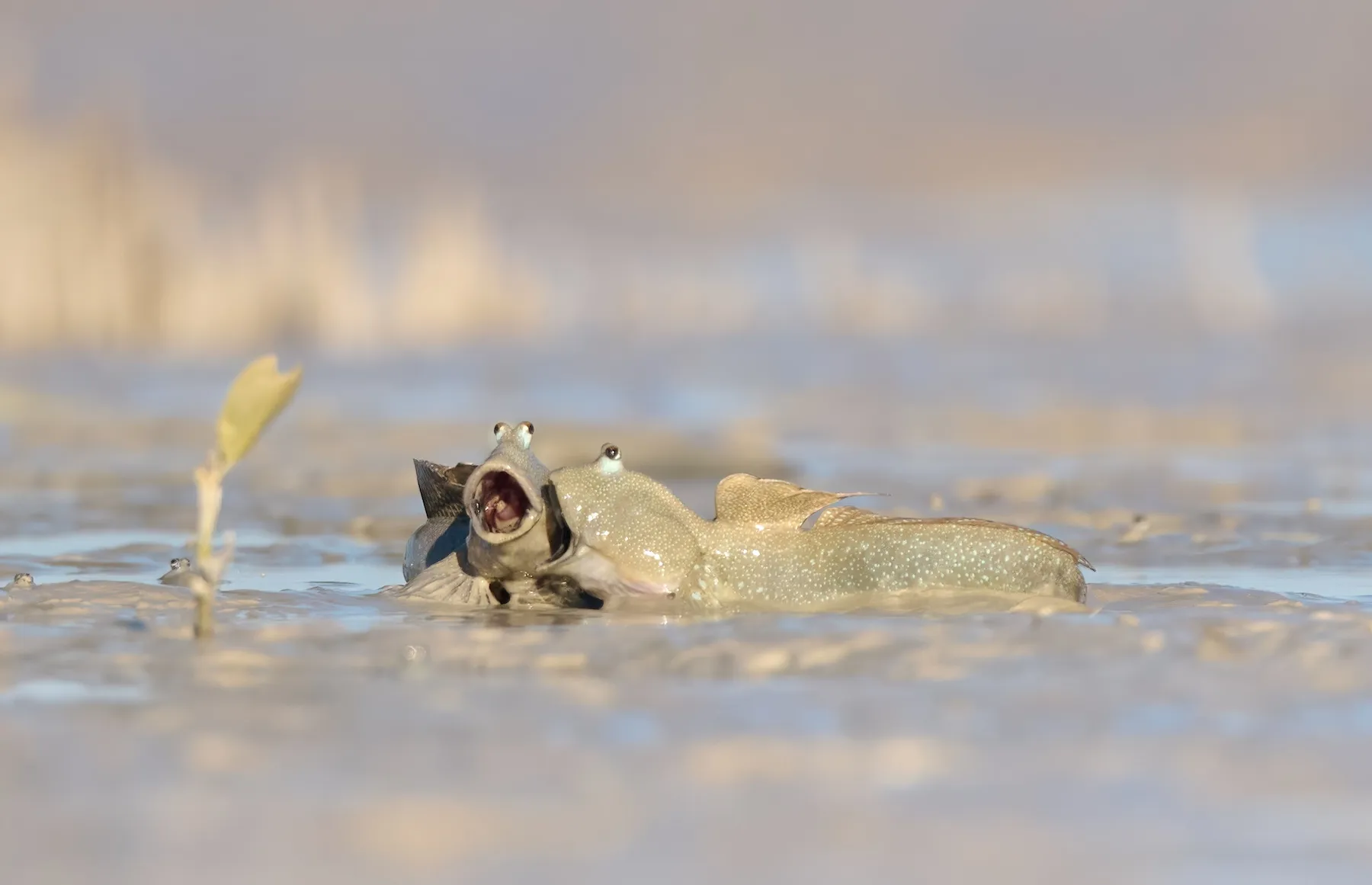 Two mudskippers with their mouths wide open.