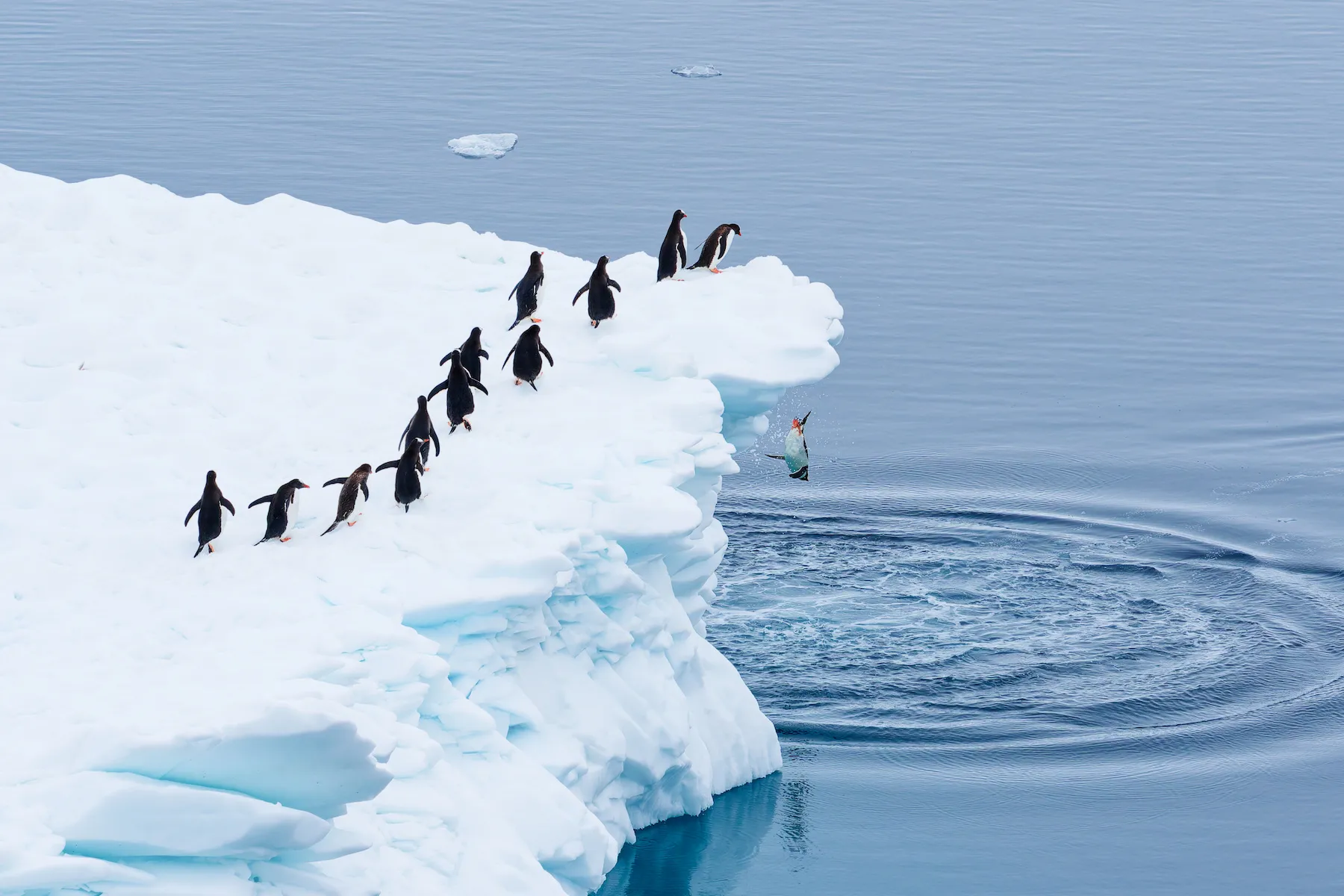 A line of penguins waiting to jump off an iceberg. One plummets like a rock in mid-jump.