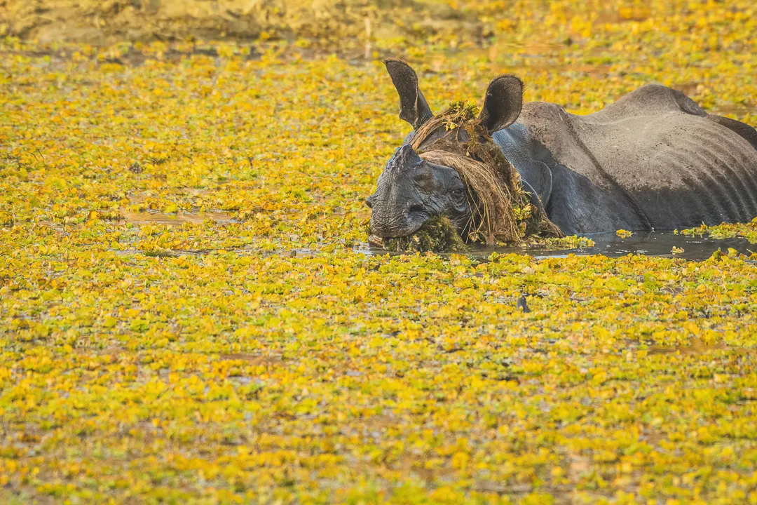 A rhino grazing in water with reeds draped over its head.