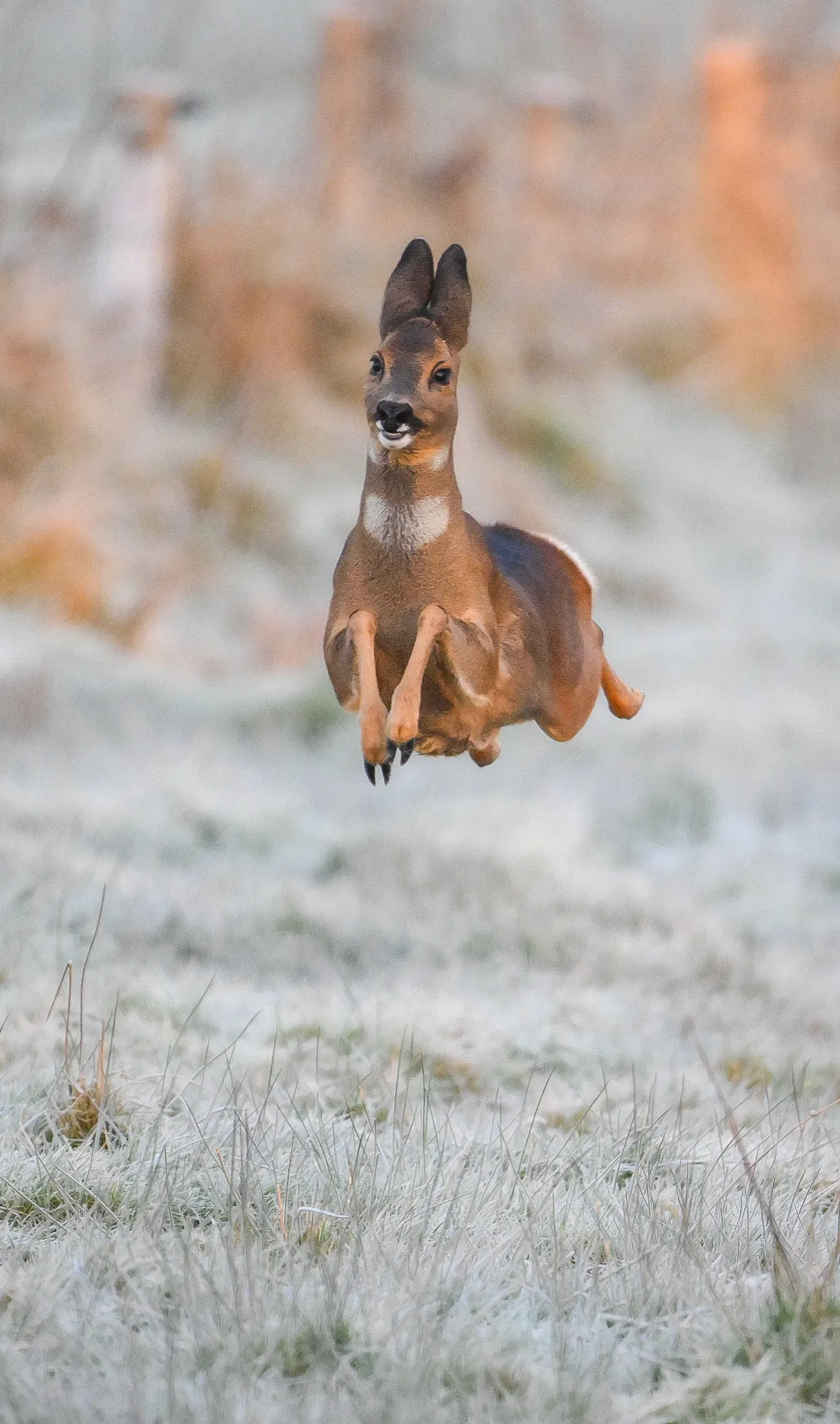 A deer in mid-jump, ears straight up.